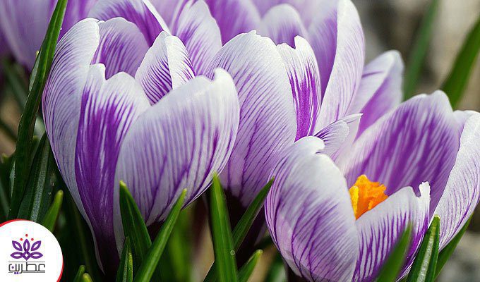 زعفران برای بارداری و زن باردار