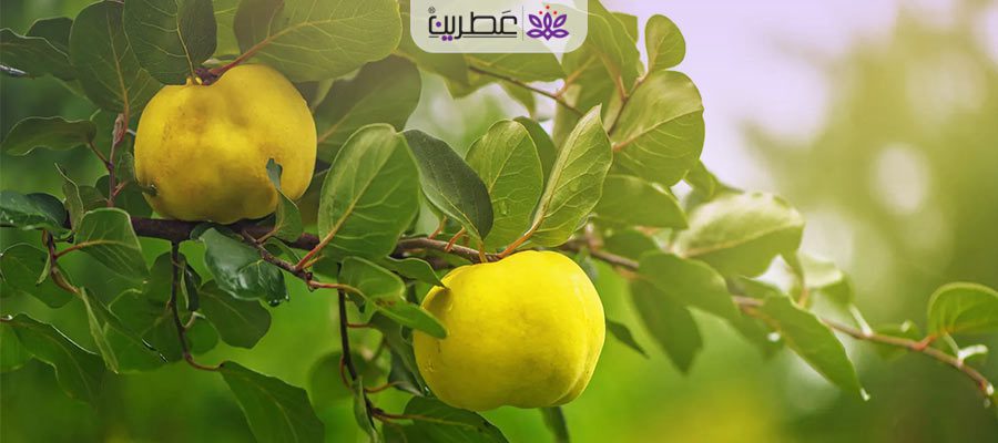 چه زمانی دمنوش به لیمو بخوریم ?