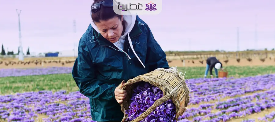 چطور می توان زعفران کشت کرد؟ - روش کاشت زعفران